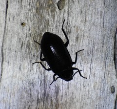 Prophanes simplex