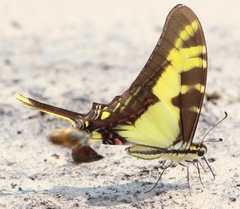 Neographium thyastes