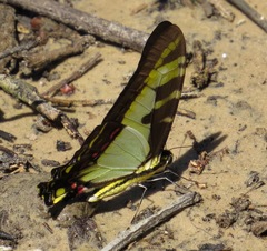 Neographium thyastes