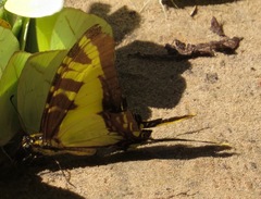Neographium thyastes