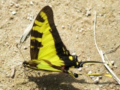 Neographium thyastes