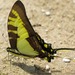Neographium thyastes panamensis - Photo (c) Rich Hoyer, some rights reserved (CC BY-NC-SA), uploaded by Rich Hoyer