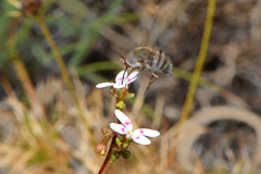 Eristalopsis