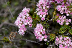 Eristalopsis
