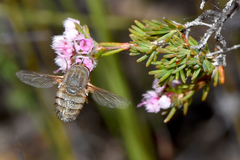 Eristalopsis