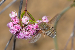 Eristalopsis