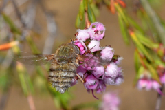 Eristalopsis