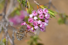 Eristalopsis