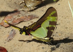 Neographium thyastes