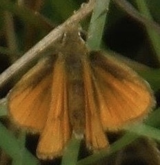 Copaeodes minima