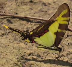 Neographium thyastes