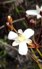 Libertia peregrinans