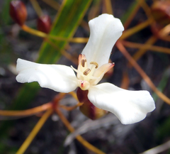 Libertia peregrinans