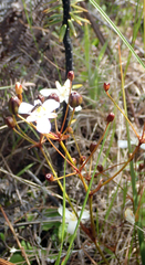 Libertia peregrinans