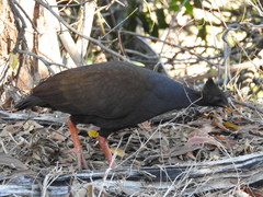 Megapodius reinwardt