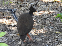 Megapodius reinwardt