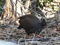 Megapodius reinwardt
