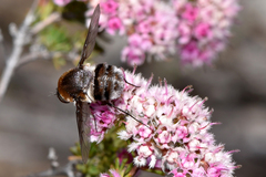 Eristalopsis