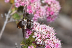 Eristalopsis