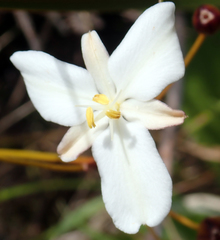 Libertia peregrinans