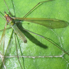 Leptotarsus viridis