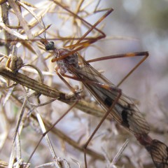 Gynoplistia subfasciata