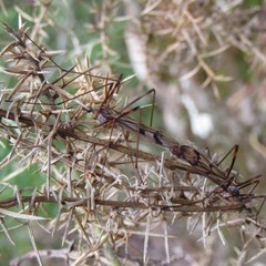 Gynoplistia subfasciata