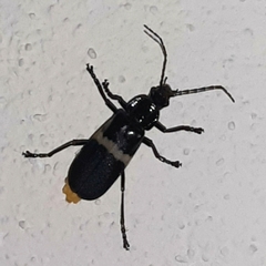 Chauliognathus tripartitus