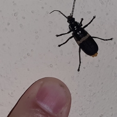 Chauliognathus tripartitus