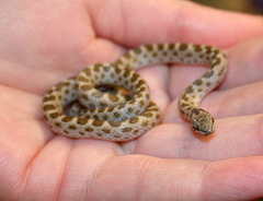Baja California Night Snake photo 1
