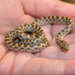 Baja California Night Snake - Photo (c) Debra Bartshe, some rights reserved (CC BY), uploaded by Debra Bartshe
