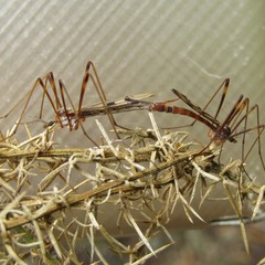 Gynoplistia subfasciata