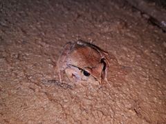 Platyplectrum fletcheri