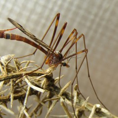 Gynoplistia subfasciata