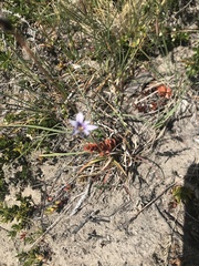 Sisyrinchieae