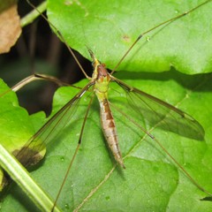 Leptotarsus albistigma