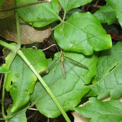 Leptotarsus albistigma
