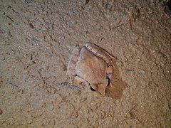 Platyplectrum fletcheri