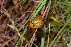 Anoplognathus suturalis