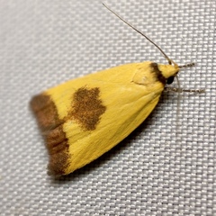 Ageletha hemiteles