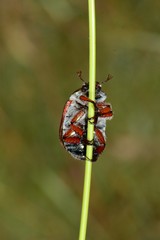 Anoplognathus suturalis