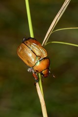 Anoplognathus suturalis