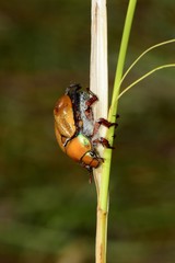 Anoplognathus suturalis