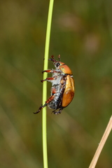 Anoplognathus suturalis