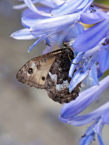 Madeiran grayling