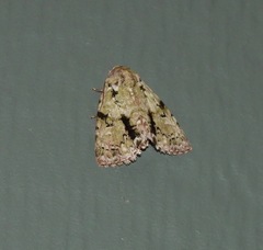 Acronicta psorallina