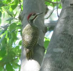 Campethera bennettii