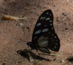 Graphium leonidas leonidas
