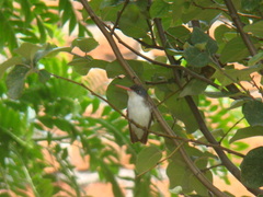 Leucolia violiceps