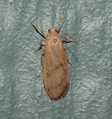 Lambula obliquilinea